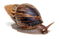 Lissachatina zanzibarica type 5 subadult